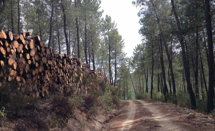 La Junta saca a subasta 15 aprovechamientos forestales de madera por más de medio millón de euros