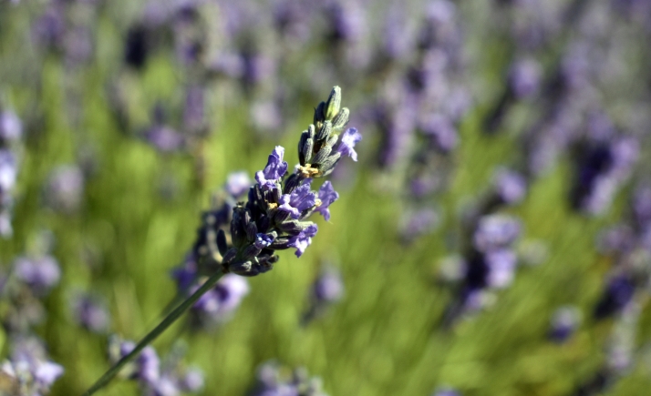 Plantas ideales para jardines domésticos en Soria: guía completa