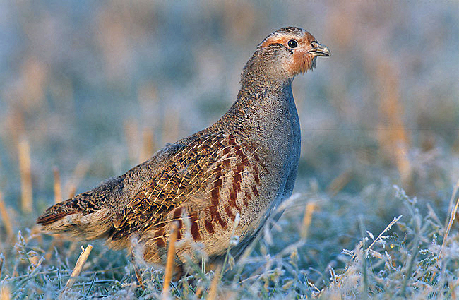 Expertos de Europa y EEUU se reúnen en Sanabria para compartir conocimiento sobre la perdiz pardilla