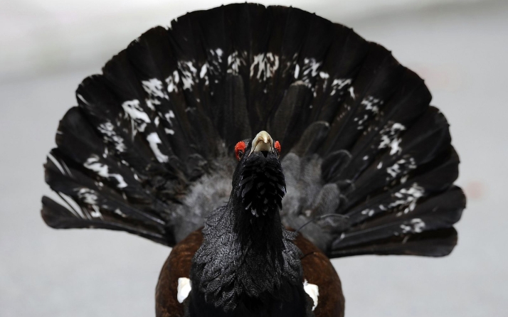 El urogallo, en situación crítica: Restringen el acceso a áreas donde habita en Castilla y León 