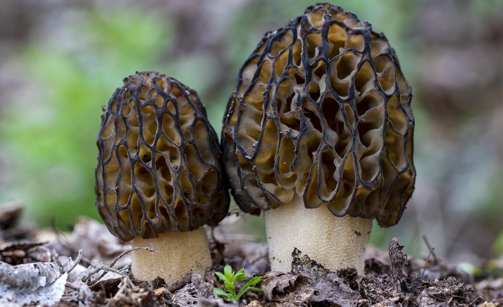 Setas en Castilla y León: Un marzo extremadamente húmedo impulsa la temporada micológica de primavera 