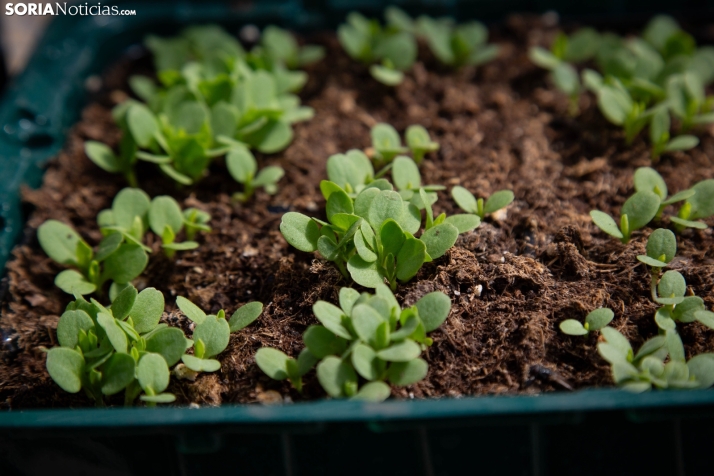 Que no te engañe el lunes, Soria no se despide de las lluvias