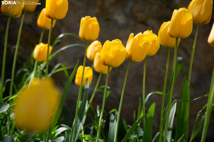 Vuelve, por fin, el sol a Soria