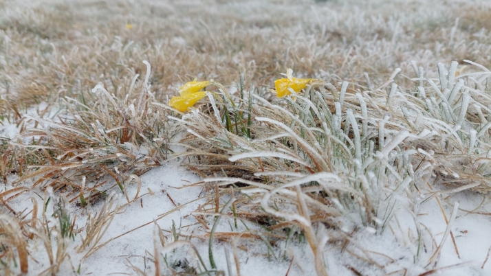 Mayo se congela en el Urbión: así lucen los narcisos silvestres bajo el hielo y con -10 ºC