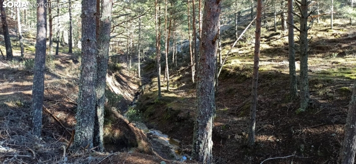 Adaptar la vida forestal al cambio climático: el reto de CESEFOR y FARCLIMATE