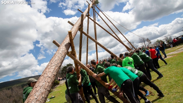 Así ha sido la Pingada del Mayo en Covaleda: tradición, esfuerzo colectivo y celebración popular