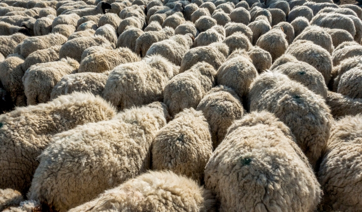 Soria Ya consigue apoyo parlamentario para convertir la lana y otros restos agrícolas en un recurso valioso para Castilla y León