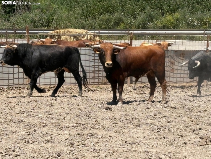 Así son los toros de La Saca 2025: De un encaste conocido y bravo