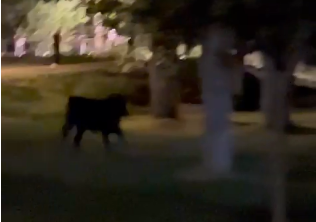 VÍDEO Y NOTICIA | ¿Sabotaje o error? Parte del ganado se escapa por la noche en la Feria de Almazán