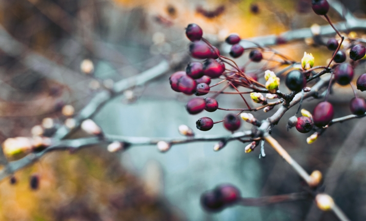 ¿Galletas de bellota, kétchup de endrino o vinagreta de piñas verdes? Los secretos te los cuentan el 27