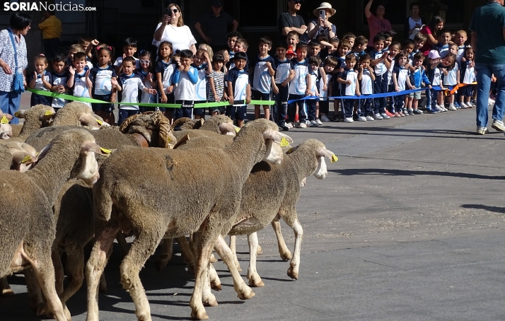 GALERÍA Y CRÓNICA | Las merinas, deseosas por volver a casa
