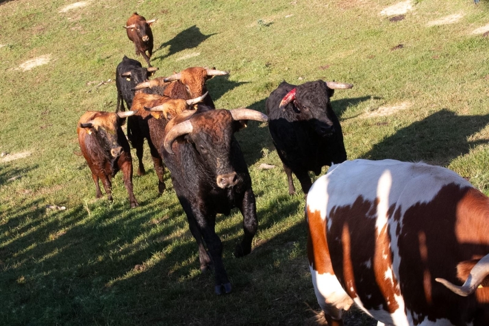 Trasladados al Hospital dos jóvenes que han sido revolcados por un toro 