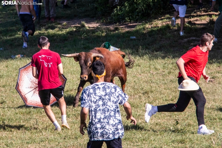 En imágenes: Vibrante suelta de novillos de la Compra