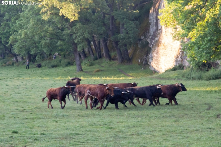 Estos son los divertidos nombres de los lotes de los toros del jueves La Saca y el viernes de Toros