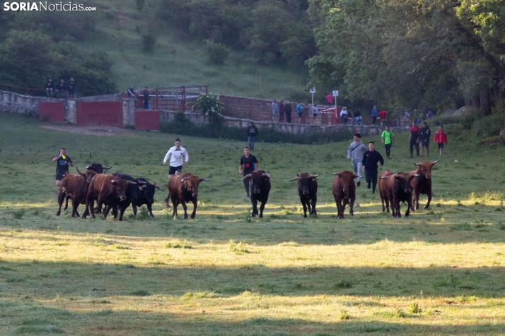 Los toros de Valonsadero, recuperándose y preparados para La Compra