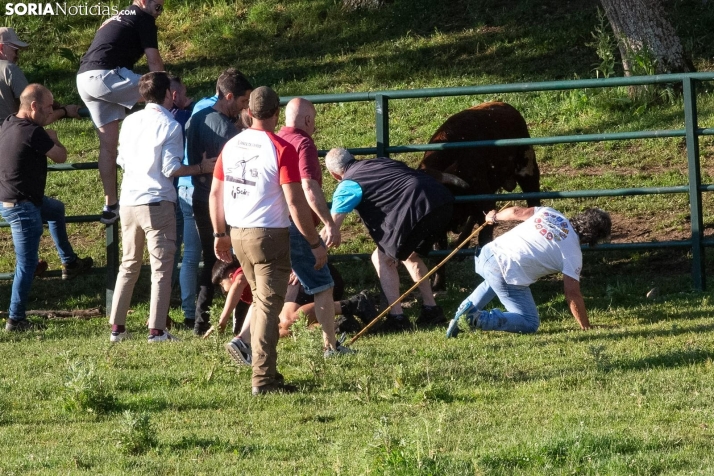 Un Lavalengüillas increíblemente rápido, pero con susto