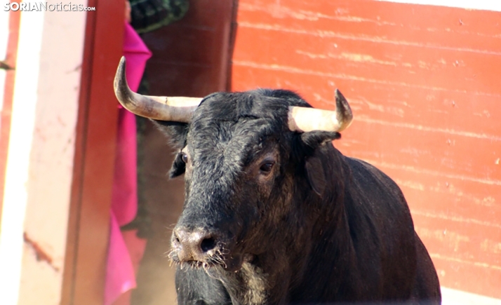 El trofeo al mejor toro de San Juan 2025, desierto