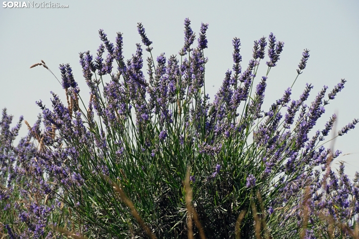 Cinco productos artesanales que se pueden elaborar con lavanda