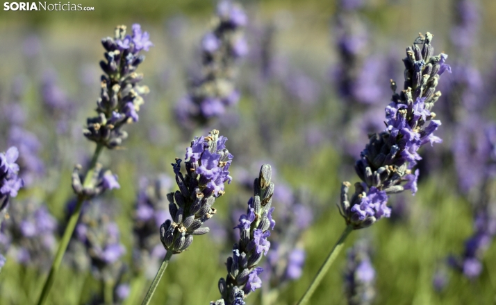 Horarios y todos los detalles del mercadillo por la floración de la lavanda en San Felices