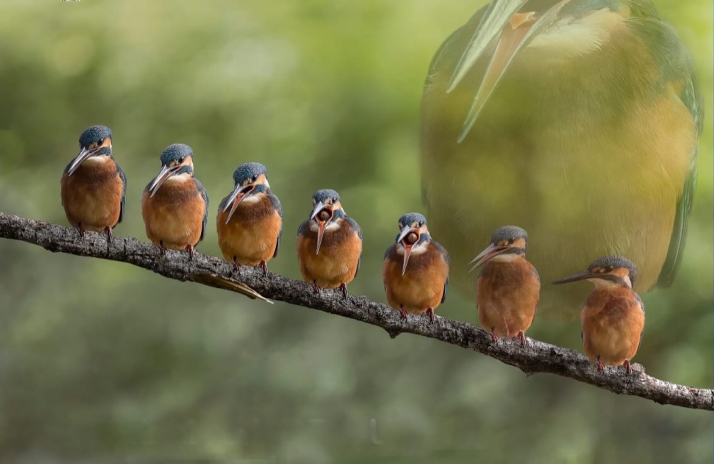 Una invitación a redescubrir la riqueza natural de Berlanga a través de la fotografía de sus aves