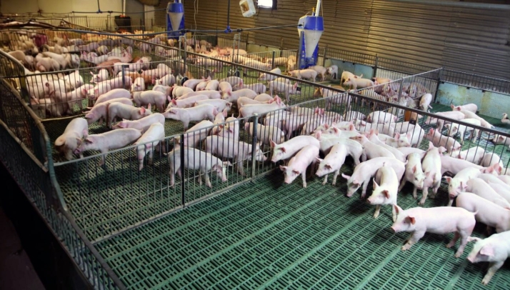 La alimentación del futuro: el proyecto que transformará las granjas de cerdos en Castilla y León