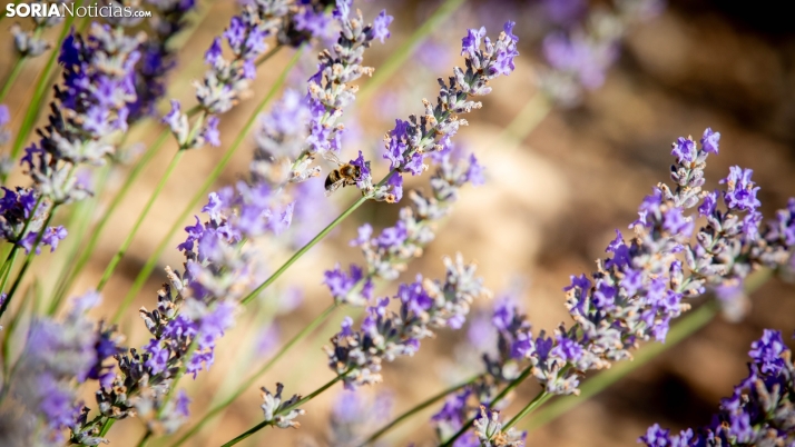 Un paseo por los campos de lavanda de San Felices, la Provenza soriana 