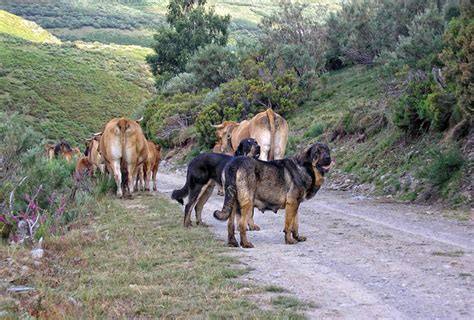 Actividad ganadera en Castilla y León.