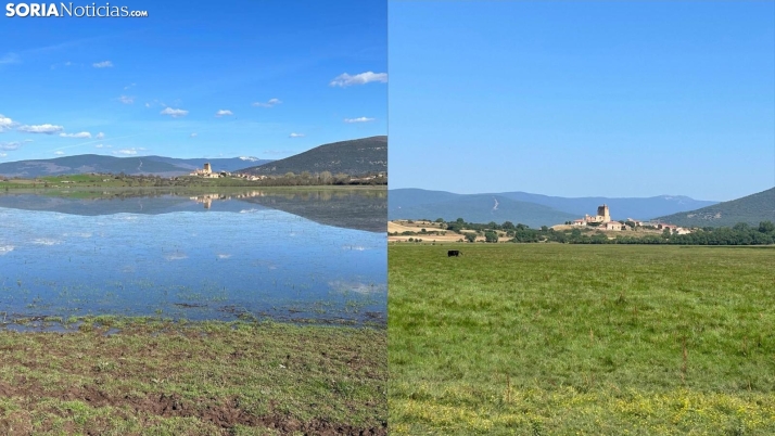 El curioso caso de la laguna de un pueblo de Soria: De estar llena, a ser pasto para vacas