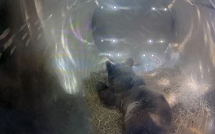 El éxito de la recuperación de fauna silvestre en Castilla y León: Alba es la sexta osezna que se prepara para volver a la libertad