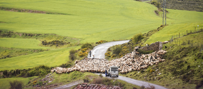 La Asociación de Amigos de Sarnago publica la edición 2025 de su revista anual