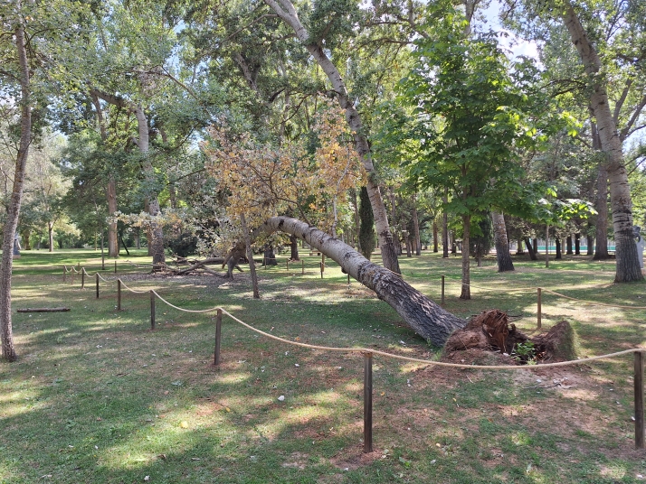 Almazán concluye su programa ambiental de verano con tres actividades de concienciación