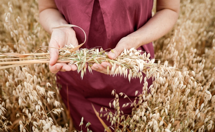 ASAJA propone una salida a la cosecha récord de avena: incluirla en los piensos para ganado