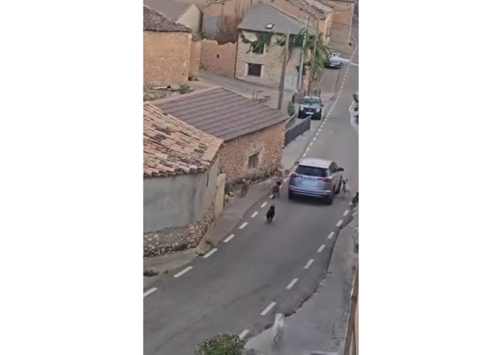 Más de una decena de perros sueltos generan malestar en Carrascosa de Abajo