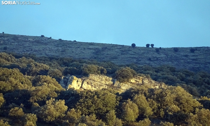 Cómo convertir los montes abandonados de Soria en una oportunidad económica y ambiental