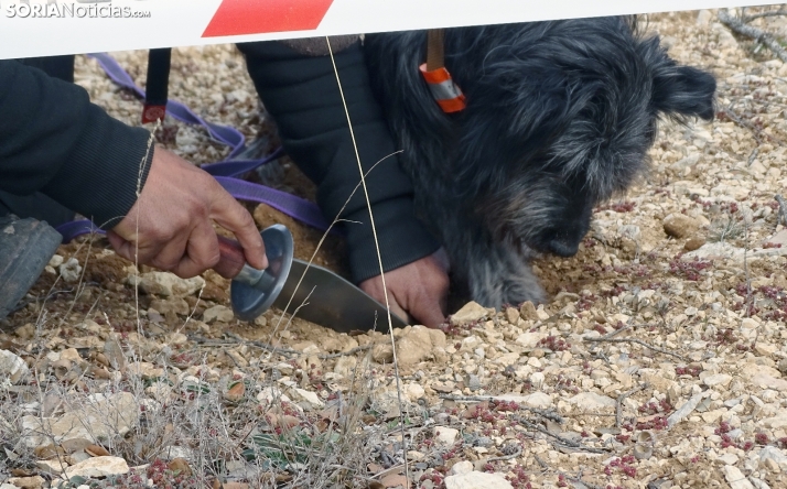 El paraje Guindalera de Almazán, posible ubicación para un centro especializado en perros de trufa