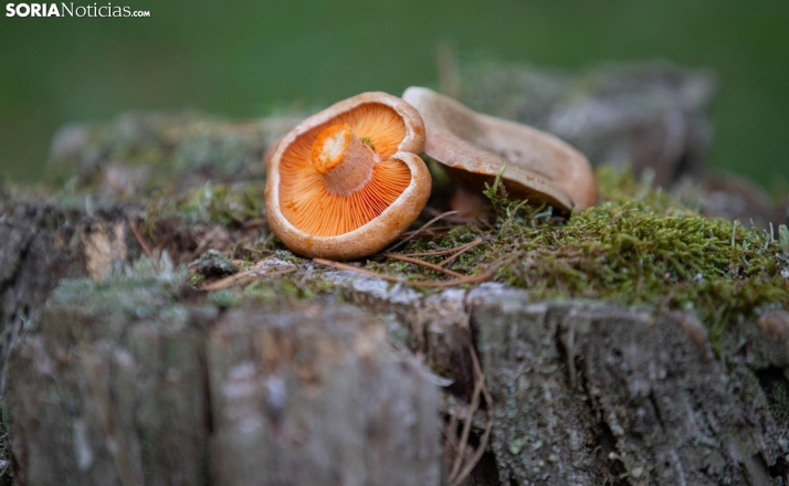 Luis Jacinto advierte de una temporada de setas poco halagüeña por la falta de lluvias