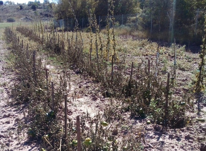 Las heladas de septiembre arruinan las huertas de la provincia de Soria