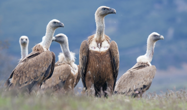 La Federación de Caza cuestiona un estudio del IREC sobre el plomo en buitres realizado en Soria