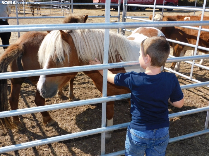 En imágenes: Pequeños y mayores disfrutan en Vinuesa de su tradicional Feria Ganadera
