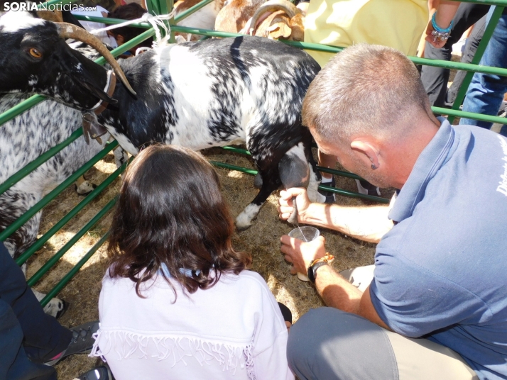 ¿Cómo se debe ordeñar una cabra? Los ganaderos de Soria dan las claves