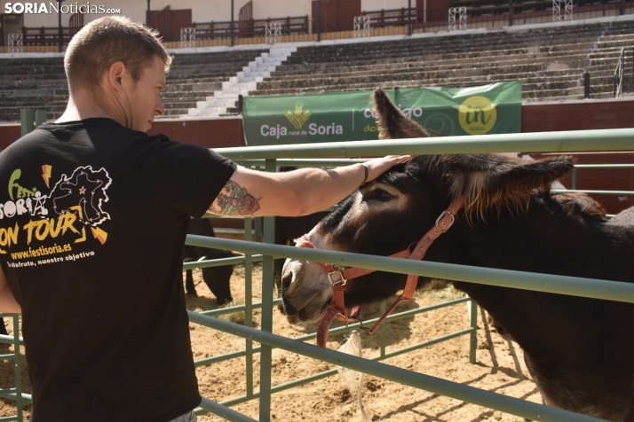GALERÍA | Mucha y buena raza en la Feria Ganadera de Soria