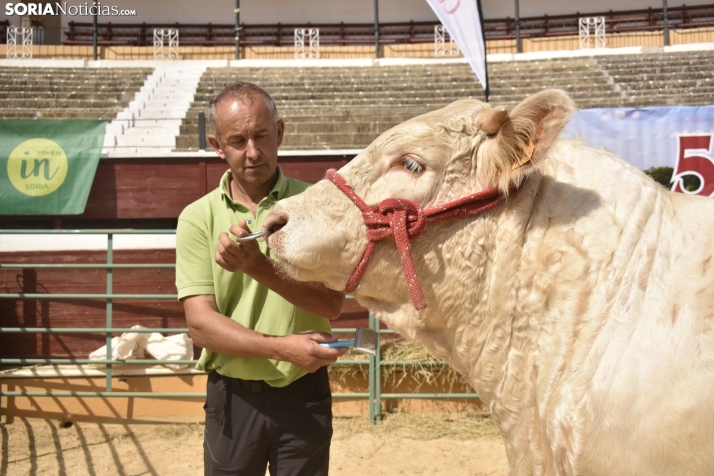 El Tinder animal: cómo se conectan toros con vacas en una feria ganadera