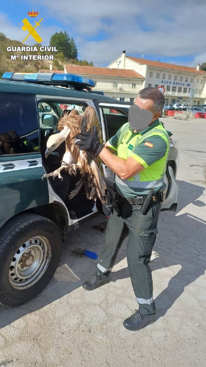 La Guardia Civil rescata a un buitre leonado desorientado en la mediana de la A-2 en Medinaceli
