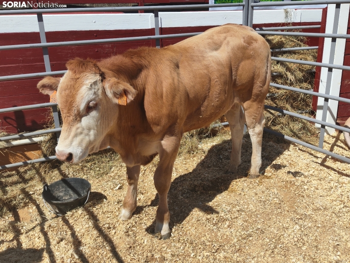 La XIV Feria Ganadera de Soria llega a la Plaza de Toros: Concursos, grandes premios y novedades