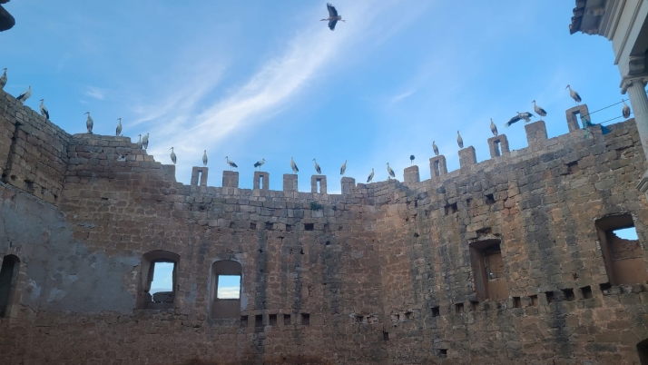 La estampa primaveral que ya no se va: las cigüeñas que desafían al otoño en Monteagudo de las Vicarías