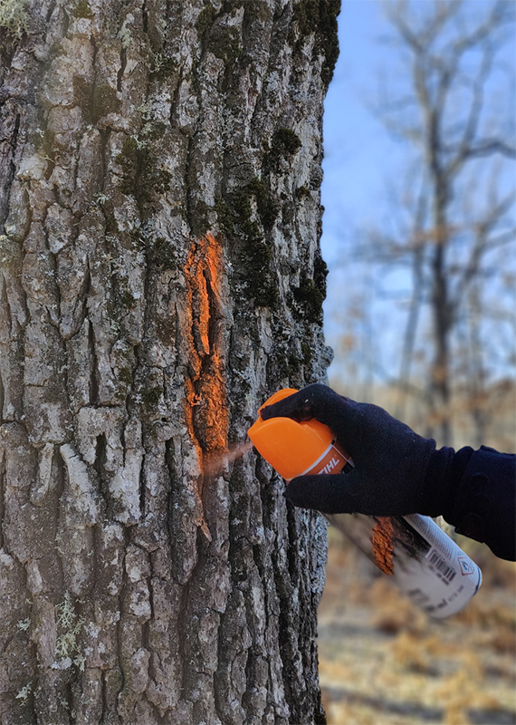 Del aula al bosque: aprende sobre señalamiento forestal en Almazán