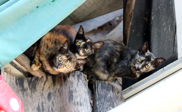 La Diputación destina por primera vez 20.000 euros para la esterilización de gatos callejeros