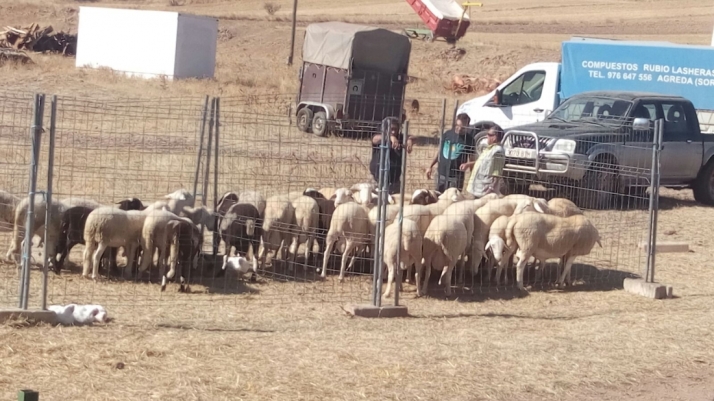Borobia celebra este fin de semana su XVI Feria Ganadera