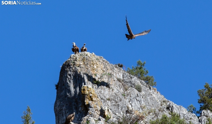 Un catalejo para avistar la fauna del Cañón del Río Lobos