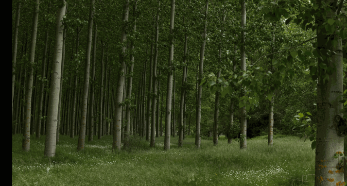 Una oportunidad de negocio a 15 años: Langa de Duero licita sus parcelas para el cultivo de chopo
